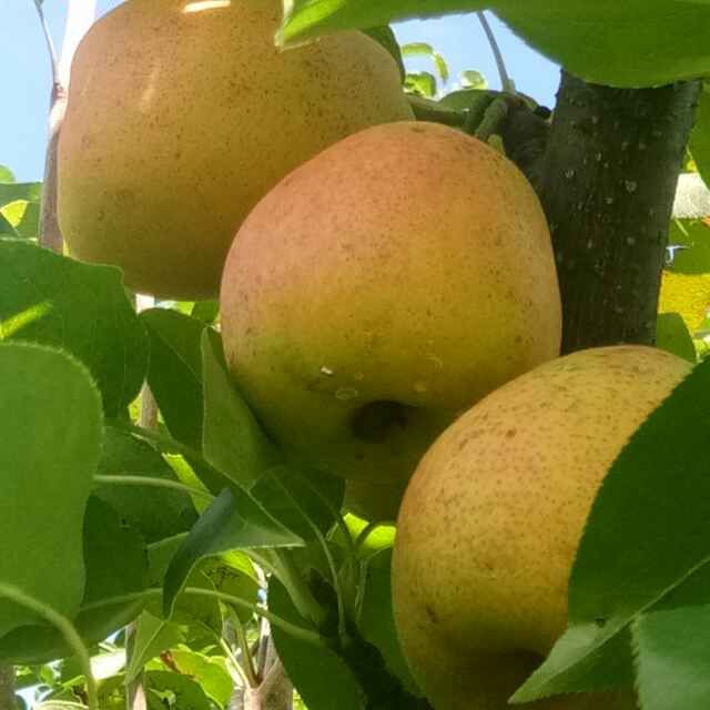 寧蒗縣電子商務公共服務中心 聚焦高原特色優質農產品，發布供求信息與商務咨詢服務